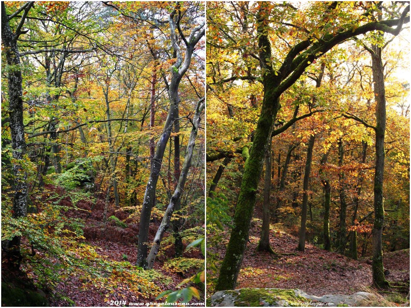 Forêt de Fontainebleau